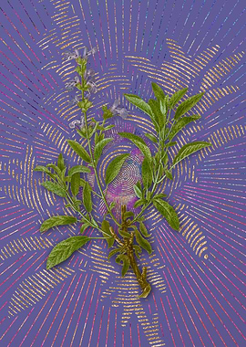 Vintage Garden Sage Purple