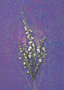 Vintage White Broom Purple