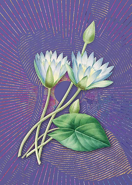 Vintage Egyptian Lotus