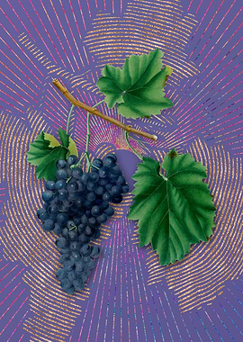 Vintage Lacrima Grapes
