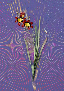 Vintage Ixia Tricolor