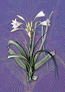 Vintage Malgas Lily Purple