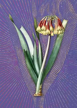 Vintage Knysna Lily Purple