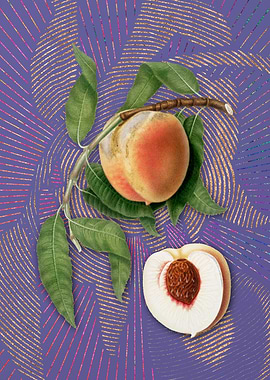 Vintage Peach 14 Flora