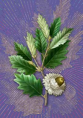 Vintage Valonia Oak Purple