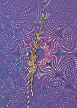 Vintage Peach Flower Art