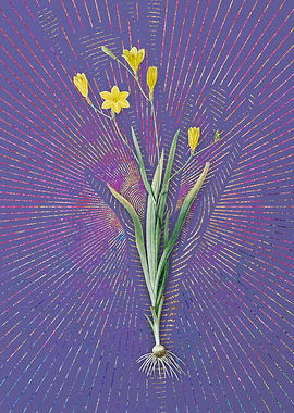 Vintage Ixia Bulbifera