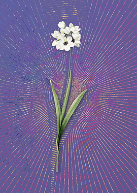 Vintage Ixia Maculata