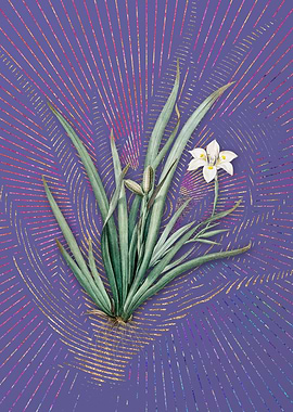 Vintage Fortnight Lily