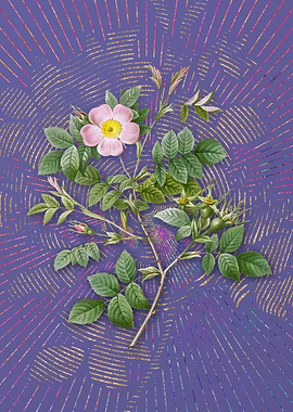 Vintage Malmedy Rose Art