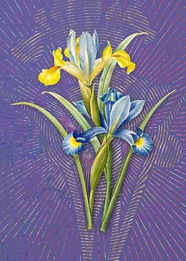 Vintage Spanish Iris Art