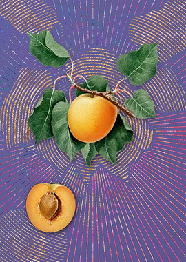 Vintage German Apricot