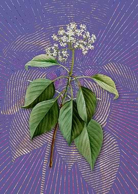 Vintage Pagoda Dogwood