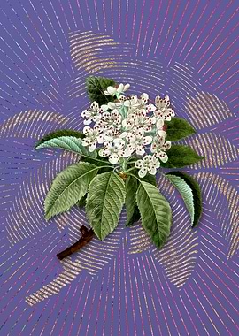 Vintage Shipova Violet