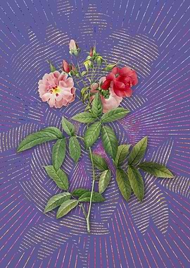 Vintage Hudson Rose Purple