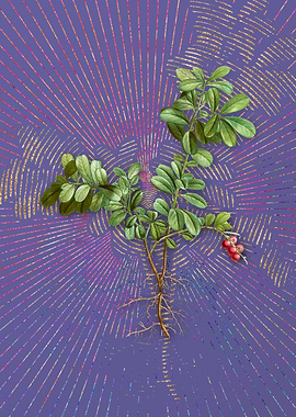 Vintage Lingonberry Purple