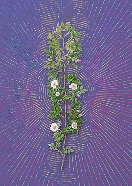 Vintage Cuspidate Rose