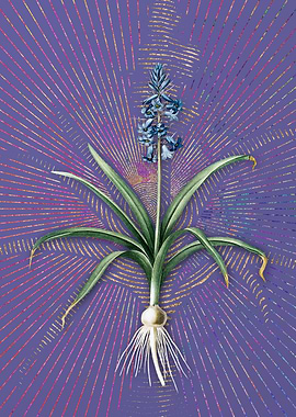 Vintage Scilla Patula