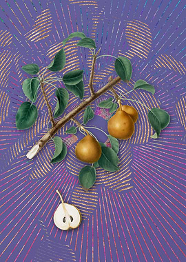 Vintage Seckel Pear Purple