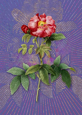 Vintage Provins Rose Art