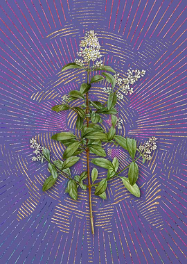 Vintage Wild Privet Purple