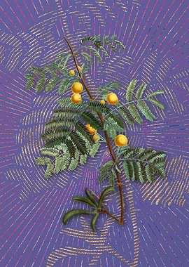 Vintage Sweet Acacia Art