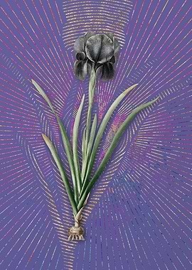 Vintage Mourning Iris