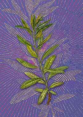 Vintage Rhodora Violet