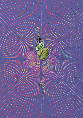 Vintage Mayanthemum 2