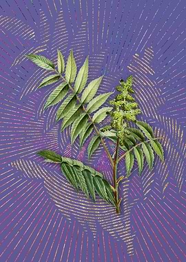 Vintage Staghorn Sumac