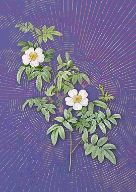 Vintage Musk Rose 3 Purple