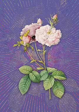 Vintage Damask Rose Purple