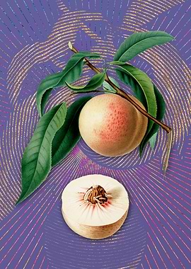 Vintage Peach 7 Violet