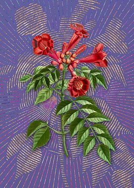 Vintage Trumpet Vine Art