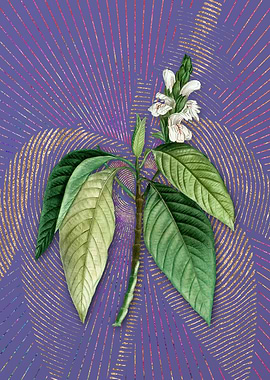 Vintage Malabar Nut Purple