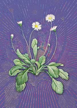 Vintage Daisy Flowers