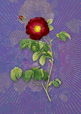 Vintage Rose on Purple