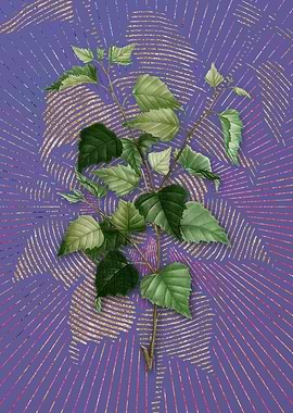 Vintage Silver Birch Art