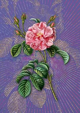 Vintage Pink Wild Rose