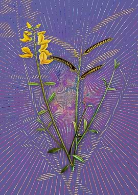 Vintage Spanish Broom