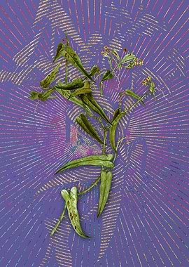 Vintage Rough Bindweed