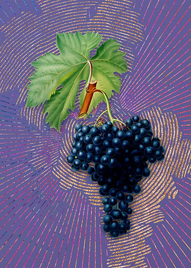 Vintage Fuella Grapes