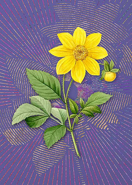 Vintage Dahlia Simplex