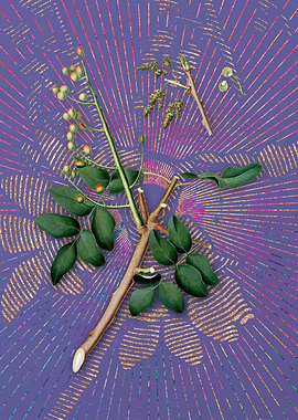 Vintage Pistachio 2 Purple