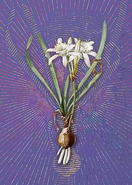 Vintage Sea Daffodil Art