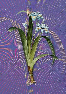 Vintage Iris Fimbriata
