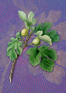 Vintage Fig on Purple