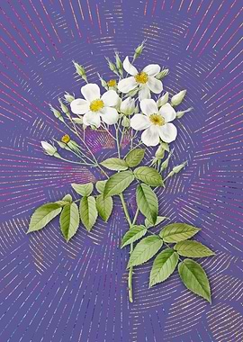 Vintage Musk Rose 2 Purple