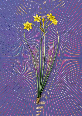 Vintage Rush Daffodil