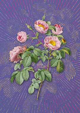 Vintage Tomentose Rose